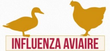 Mesures contre l’épizootie d’Influenza Aviaire Hautement Pathogène (I.A.H.P.)